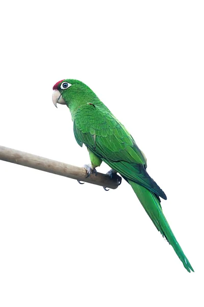 Papagaio verde isolado no fundo branco — Fotografia de Stock