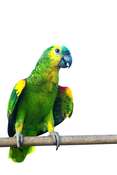 Blue fronted Amazon parrot isolated on white background with clipping path. — Stock Photo, Image