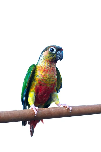孤立与剪切路径的白色背景上的蓝色前移的亚马逊鹦鹉. — 图库照片