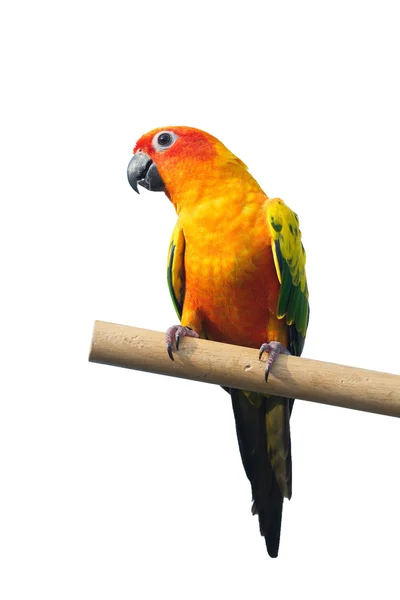 Sun Conure Perroquet hurlant sur une branche isolée sur fond blanc avec chemin de coupure . — Photo