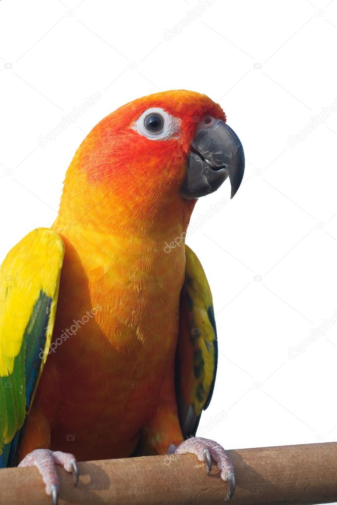 Sun Conure Parrot Screaming on a Branch isolated on white background with clipping path.