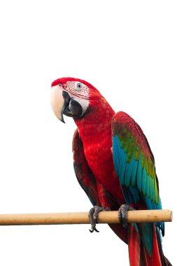 Green-winged Macaw Ara chloropterus red birds isolated on white background with clipping path. clipart