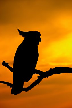 siluet cockatoo kuşlar doğa güneş ışığı.