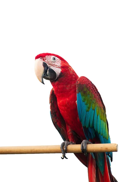 Guacamayo de alas verdes Ara chloropterus pájaros rojos aislados sobre fondo blanco con camino de recorte . — Foto de Stock