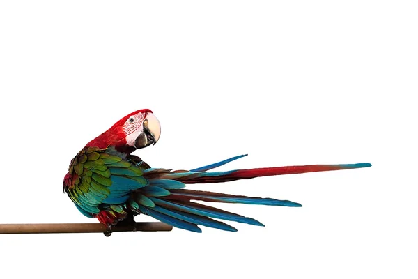 Guacamayo de alas verdes Ara chloropterus pájaros rojos aislados sobre fondo blanco con camino de recorte . —  Fotos de Stock