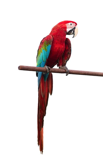 Guacamayo de alas verdes Ara chloropterus pájaros rojos aislados sobre fondo blanco con camino de recorte . — Foto de Stock