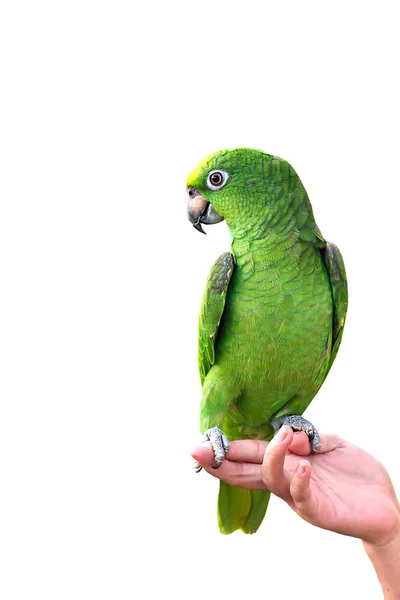 YELLOW-CROWNED AMAZON on hand parrot isolated on white background — Stock Photo, Image