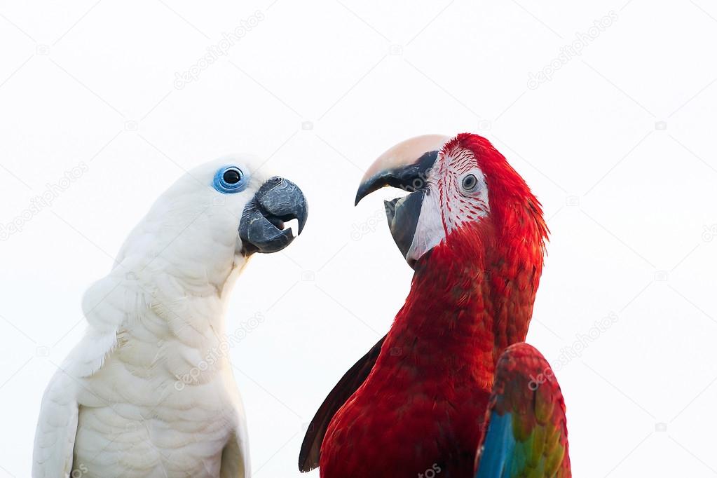 Green-winged Macaw Ara chloropterus and Sulphur-crested cockatoo isolated on white background