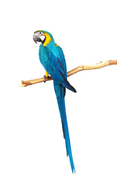 Bule gold yellow macaw isolated on white background with clipping path. — Stock Photo, Image