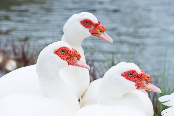 Cara roja muscovy blanca thailand . —  Fotos de Stock