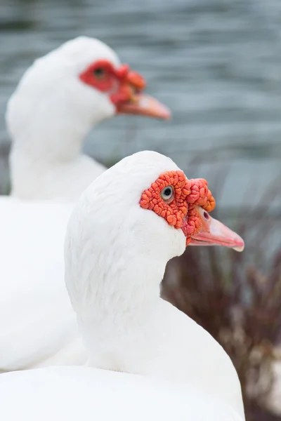 화이트 muscovy 레드 얼굴 태국. — 스톡 사진