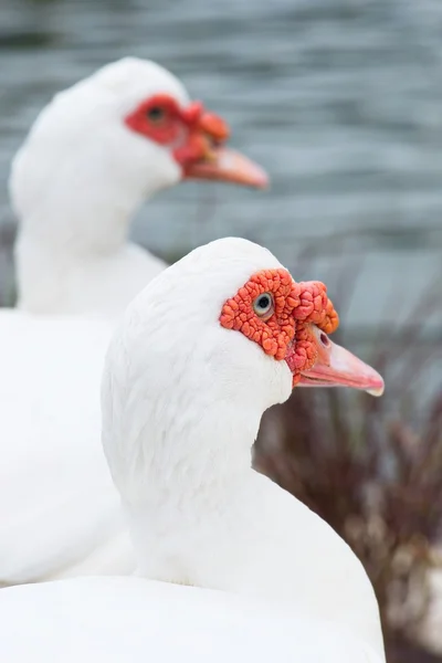 Cara roja muscovy blanca thailand . —  Fotos de Stock