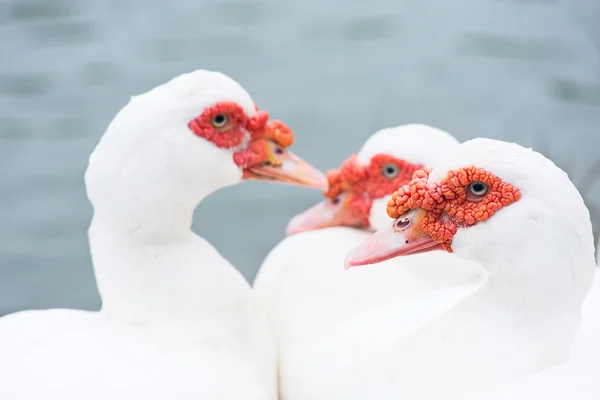 화이트 muscovy 레드 얼굴 태국. — 스톡 사진