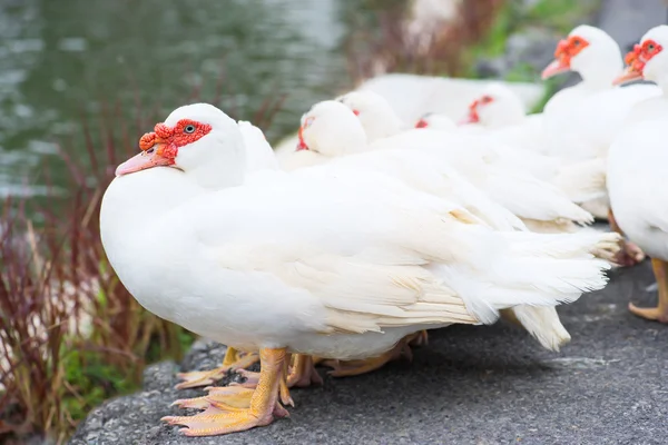 Cara roja muscovy blanca thailand . —  Fotos de Stock