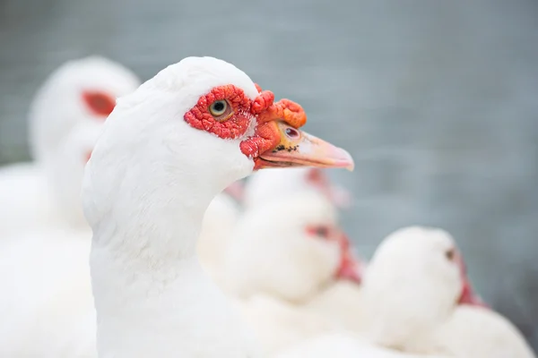 화이트 muscovy 레드 얼굴 태국. — 스톡 사진