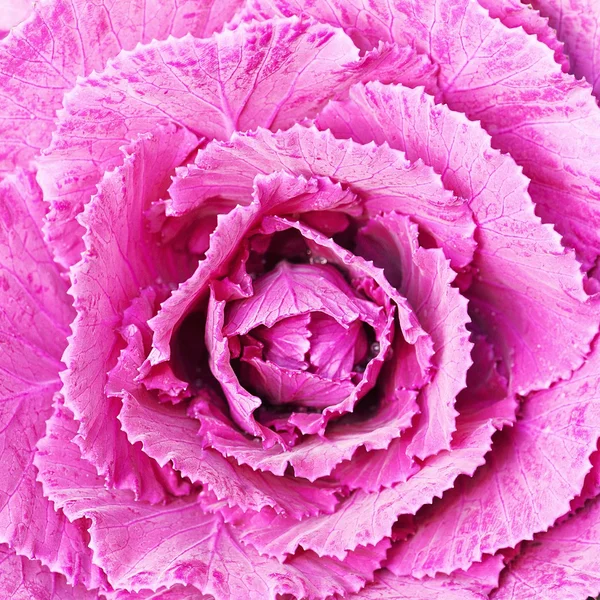 Pink cabbage ornamental cabbage close up. — Stock Photo, Image