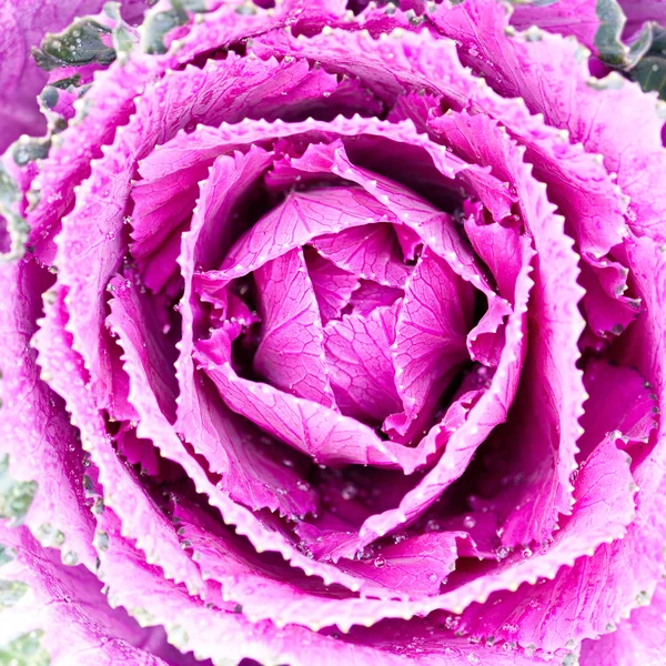 Διακοσμητικά ροζ λάχανο σε κοντινό πλάνο. — Φωτογραφία Αρχείου
