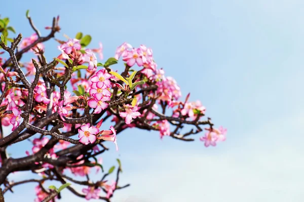 Bella rosa del deserto o ping bignonia cielo blu — Foto Stock