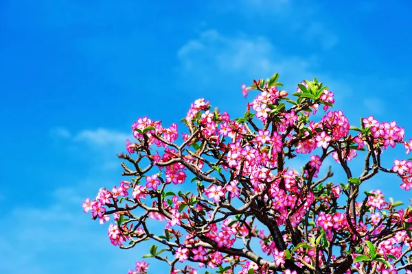 Linda rosa do deserto ou ping bignonia céu azul — Fotografia de Stock