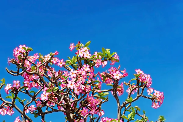 Linda rosa do deserto ou ping bignonia céu azul — Fotografia de Stock