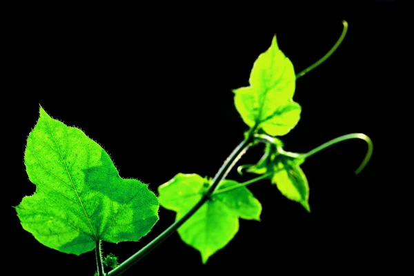 Groene blad achtergrond — Stockfoto