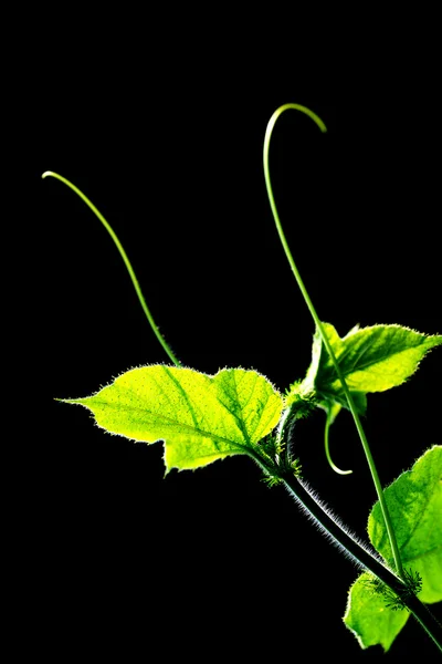 Green leaf background — Stock Photo, Image