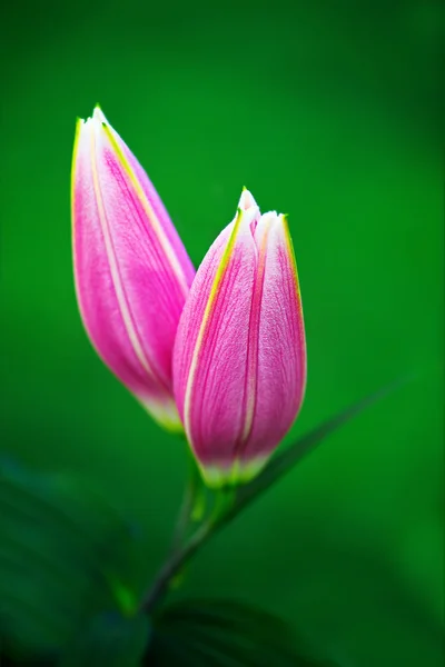 Hermosas flores de lirio rosa — Foto de Stock