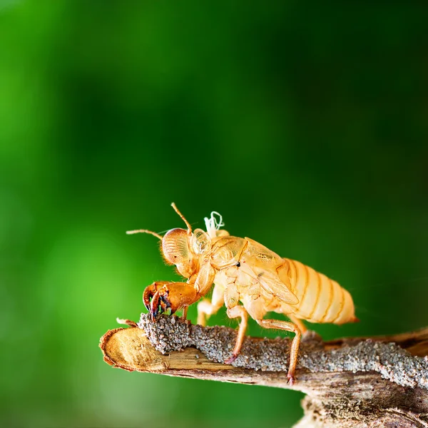 Zikade wirft ihre Hülle ab — Stockfoto