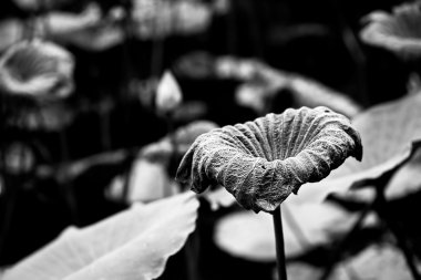 Lotus yaprak siyah ve beyaz.