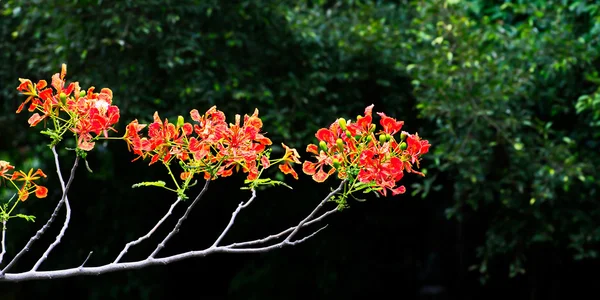 Laranja flam-boyant a árvore de Chama royal poinciana — Fotografia de Stock