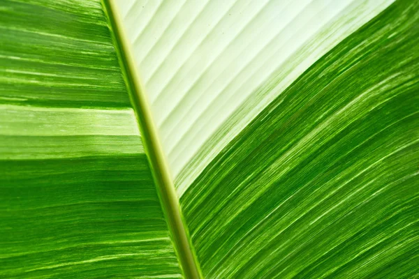 Feuille de banane fraîche verte texturée et backrounds — Photo