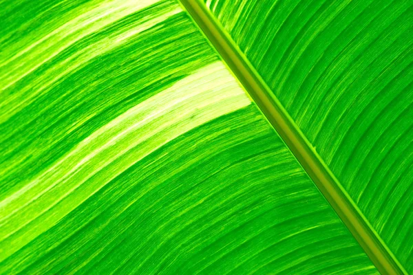 Feuille de banane fraîche verte texturée et backrounds — Photo