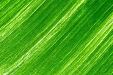 Dokulu yeşil taze muz yaprağı ve backrounds