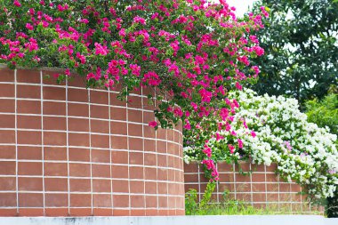 Pembe çiçek eski vintage tuğla duvar