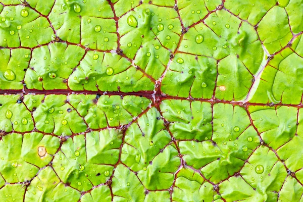 Victoria lotos texturou a prostředích — Stock fotografie