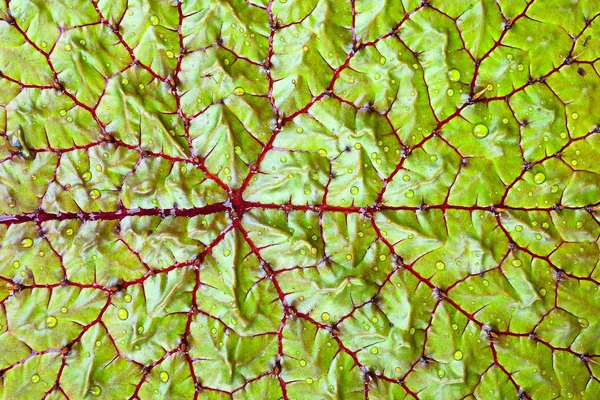 Victoria liść lotosu teksturowanej i środowisk — Zdjęcie stockowe