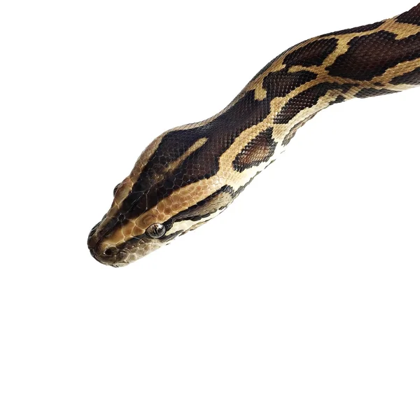 Python змії на білому тлі — стокове фото