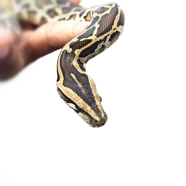 Python φίδι σε άσπρο φόντο — Φωτογραφία Αρχείου