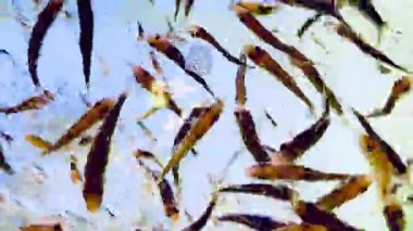 Canlı küçük balıklar dinamik bir şekilde berrak suda yüzüyor, parlak sarı ve mavi tonlarla soyut bir hareket bulanıklığı yaratıyor, yaşamı ve enerjiyi sembolize ediyor..