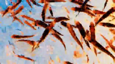 Canlı küçük balıklar dinamik bir şekilde berrak suda yüzüyor, parlak sarı ve mavi tonlarla soyut bir hareket bulanıklığı yaratıyor, yaşamı ve enerjiyi sembolize ediyor..