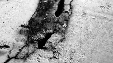 Bu siyah ve beyaz makro fotoğraf sert beton zeminde bir delik açan siyah bir karıncayı gösteriyor. Takım çalışmasını, hayatta kalmayı ve doğanın küçük detaylarının güzelliğini sembolize ediyor..