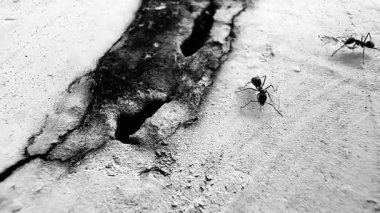 Bu siyah ve beyaz makro fotoğraf sert beton zeminde bir delik açan siyah bir karıncayı gösteriyor. Takım çalışmasını, hayatta kalmayı ve doğanın küçük detaylarının güzelliğini sembolize ediyor..