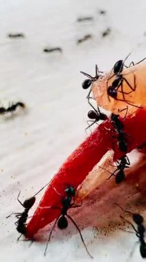 Siyah karıncaların yemek artıklarının etrafında toplandığı yakın plan bir fotoğraf takım çalışmasını ve doğanın parlak odaklı detaylarını gösteriyor..