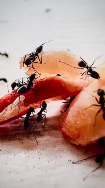 Siyah karıncaların yemek artıklarının etrafında toplandığı yakın plan bir fotoğraf takım çalışmasını ve doğanın parlak odaklı detaylarını gösteriyor..