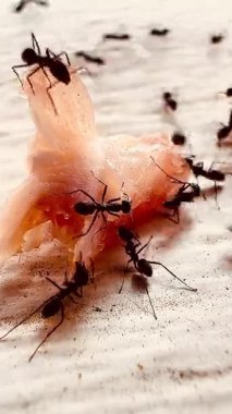 Siyah karıncaların yemek artıklarının etrafında toplandığı yakın plan bir fotoğraf takım çalışmasını ve doğanın parlak odaklı detaylarını gösteriyor..