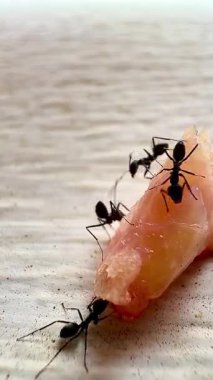 Siyah karıncaların yemek artıklarının etrafında toplandığı yakın plan bir fotoğraf takım çalışmasını ve doğanın parlak odaklı detaylarını gösteriyor..