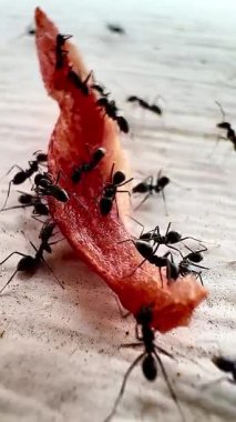 Siyah karıncaların yemek artıklarının etrafında toplandığı yakın plan bir fotoğraf takım çalışmasını ve doğanın parlak odaklı detaylarını gösteriyor..