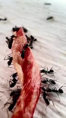 Siyah karıncaların yemek artıklarının etrafında toplandığı yakın plan bir fotoğraf takım çalışmasını ve doğanın parlak odaklı detaylarını gösteriyor..