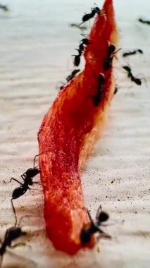 Siyah karıncaların yemek artıklarının etrafında toplandığı yakın plan bir fotoğraf takım çalışmasını ve doğanın parlak odaklı detaylarını gösteriyor..