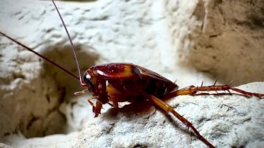 Bir hamamböceğinin kabataslak dokulu bir yüzey üzerinde sürünen detaylı makro görüntüsü antenlerini, dikenli bacaklarını ve parlak vücudunu doğal ışık altında gösteriyor.
